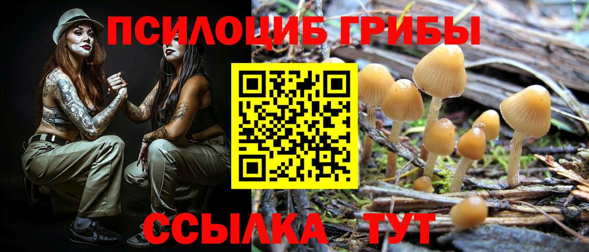 Псилоцибиновые грибы Psilocybe  Вход с VPN  Баксан 